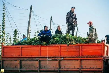 «Ароматный» и «Сувар»: два новых сорта хмеля из Чувашии включены в Госреестр селекционных достижений