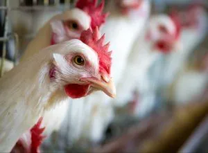 Китай возобновил экспорт птицепродукции из Ярославской области