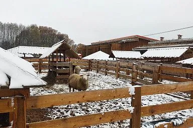 Проведены промежуточные итоги реализации инвестпроекта по овцеводству в подмосковном Серпухове