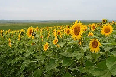 Агропредприятие из Забайкалья экспортировало подсолнечник по льготной таможенной ставке