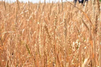 Россельхозцентр проводит апробацию посевов на полях ЛНР