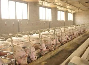 Более 10 тысяч тонн свиноводческой продукции экспортировано в Китай под контролем Россельхознадзора