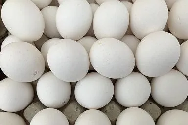Более 1,3 млн штук пищевых яиц получают ежедневно в Липецкой области