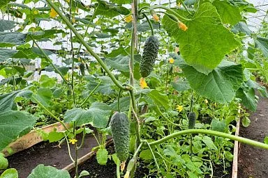 В Ивановской области в фермерском хозяйстве в Лежневском районе выращивают овощи и зелень в теплицах благодаря господдержке