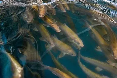 В Вологодской области увеличились добыча водных биологических ресурсов и производство продукции аквакультуры