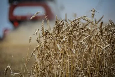 В Приморском районе Запорожской области в 2023 году получен достойный урожай ранних зерновых культур
