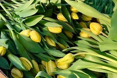 Более 17 млн цветов вырастили к 8 марта в Подмосковье