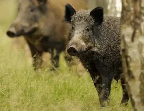 С начала года в Польше зарегистрировано 1034 очага африканской чумы свиней