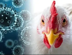 Карантин по птичьему гриппу действует в трех районах Самарской области