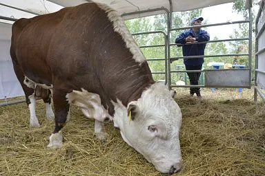 Новинки региональной сельхозтехники помогут южноуральским аграриям