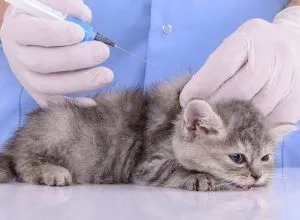 ФГБУ «ВНИИЗЖ» зарегистрирована новая вакцина для кошек