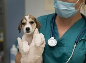 Россельхознадзор сообщает об отмене государственной регистрации ветеринарного препарата «Нобивак® Rabies»