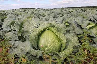 В Ивановской области увеличилось производство картофеля и овощных культур