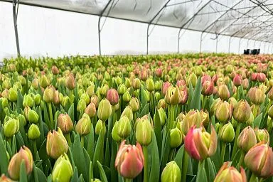 В Ивановской области в фермерском хозяйстве к Международному женскому дню вырастили 360 тыс. тюльпанов