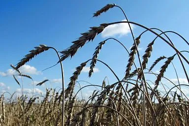 Аграрии Новосибирской области обеспечены семенами отечественной селекции для предстоящей посевной