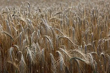 Профилактические мероприятия в сфере производства зерна и семеноводства проводятся на территории Запорожской области