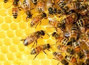 Россельхознадзор напоминает аграриям о необходимости информирования пчеловодов о предстоящих обработках сельхозугодий пестицидами