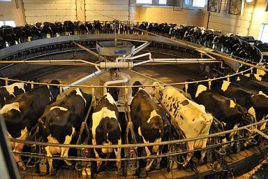 На поддержку племенного животноводства и производства молока липецкие сельхозпроизводители получат более 400 млн рублей