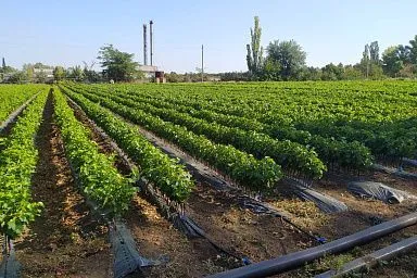 В Крыму стартовала апробация виноградных насаждений