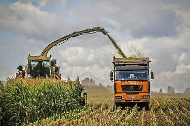 Липецкие аграрии заготавливают сочные корма