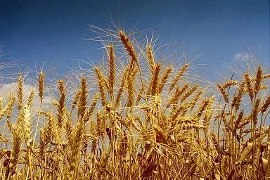 Крестьянское (фермерское) хозяйство «Независимость» присоединилось к свободной экономической зоне в ЛНР