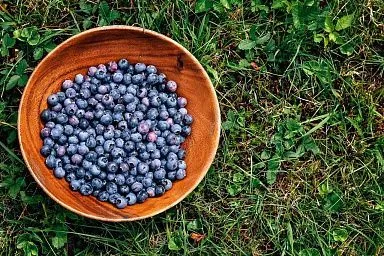 Объем экспорта дикоросов может быть значительно увеличен