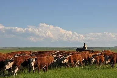 Фермерские хозяйства в Забайкалье до конца года создадут более 40 рабочих мест