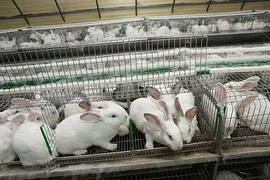 Более 35 тыс. кроликов разводят в Подмосковье