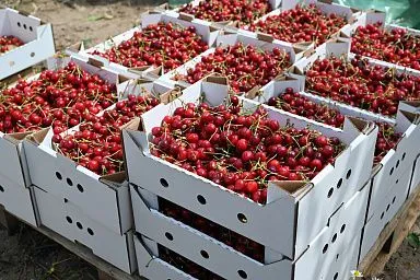 В Запорожской области собран первый урожай черешни