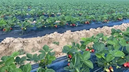 В Ивановской области получатель гранта «Агростартап» высадил пять гектаров клубники