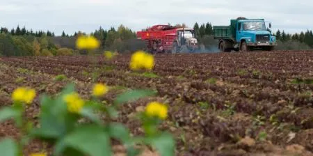 Площадь сева озимых зерновых и масличных культур в Ивановской области увеличат по сравнению с предыдущим годом