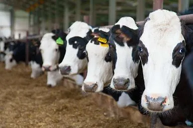 В Ивановской области почти на 15% выросло производство продукции животноводства