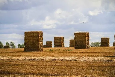 Свыше 100 тысяч тонн грубых кормов заготовили липецкие аграрии