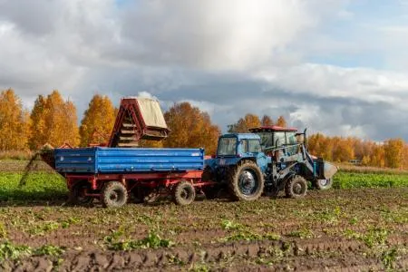 На Ямале стартовал сезон сбора картофеля