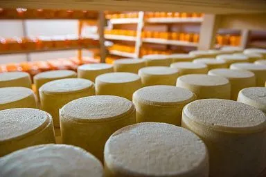 Правительство расширит поддержку экспортеров молочной продукции