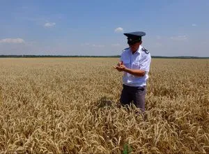 В рамках проведения государственного мониторинга зерна Россельхознадзором отобрано 445 проб пшеницы