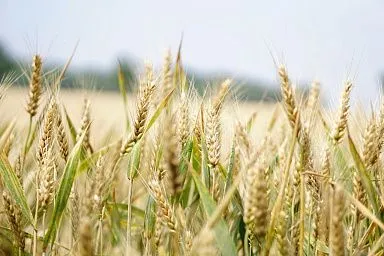 Аграрии Запорожской области приступят к уборке урожая в конце июня
