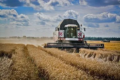 Пшеницу, ячмень и горох молотят в Липецкой области