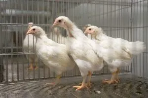 Россельхознадзор ввел ограничения на экспорт мяса птицы ООО «Саратовский Птицекомбинат Курников» в Абхазию, Узбекистан и Украину