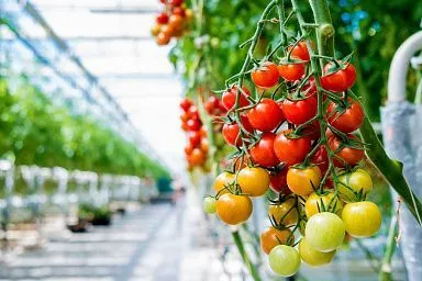 Саратовская область вошла в число регионов-лидеров по производству тепличных овощей