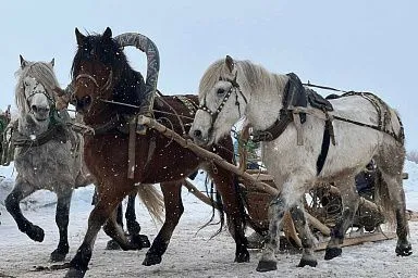 В Архангельской области прошли XIII областные соревнования конников на лошадях мезенской породы