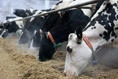 Объём реализации молока в сельхозорганизациях вырос на 2,4%