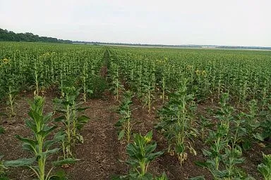 Семеноводческие хозяйства Херсонской области внесут в федеральный реестр