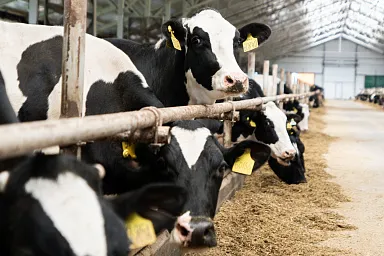 Объём реализации молока в сельхозорганизациях вырос на 4,3%