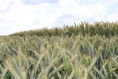 Технологии выращивания интенсивных сортов пшеницы российской селекции изучали липецкие аграрии