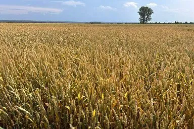 Рабочая группа осмотрела посевы пшеницы, рапса, ячменя и других культур в хозяйствах Томской области
