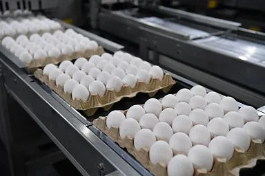 В 2023 году в Луганской народной Республике увеличилось производство куриных яиц