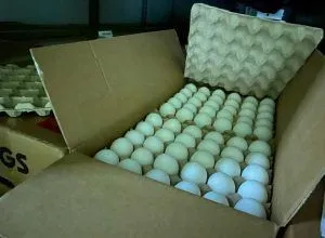 Видео: Россельхознадзор проконтролировал первую поставку турецких пищевых яиц в Россию