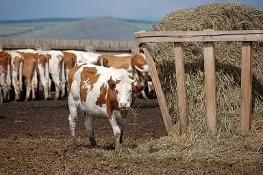 В Кабардино-Балкарии увеличился объём господдержки племенного животноводства