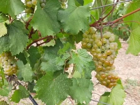 По оперативным данным Минсельхоза Крыма, валовой сбор винограда урожая 2021 года составит порядка 122 тыс. тонн